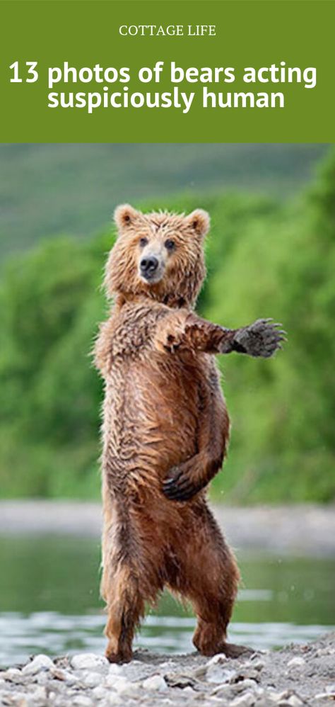 13 photos of bears acting like humans Is this the Macarena or a smooth line dance? Nature, Pandas, Grizzly Bear, Bear, Dancing Bears, Bear Pictures, Animals Wild, Bear Hug, Dancing Animals