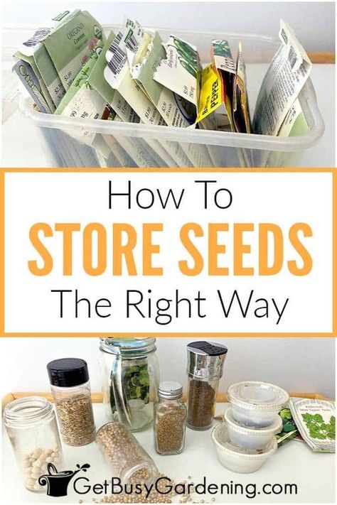 Seed Starting, Gardening, Outdoor, Garden Care, Fresh, Seed Saving Storage, Saving Seeds From Vegetables, How To Store Seeds, How To Save Seeds