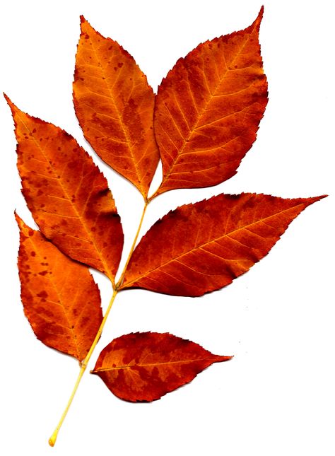 Sprig of Orange Fall Leaves Picture ... Flowers, Decoupage, Nature, Autumn, Fall Leaves Pictures, Autumn Leaves, Fall Leaves, Orange Leaf, Fall Colors