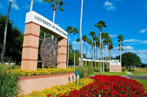 Outdoor, Florida, Colleges And Universities, University Of South Florida, State College, University Of South, South Florida, Academic Programs, Social Marketing
