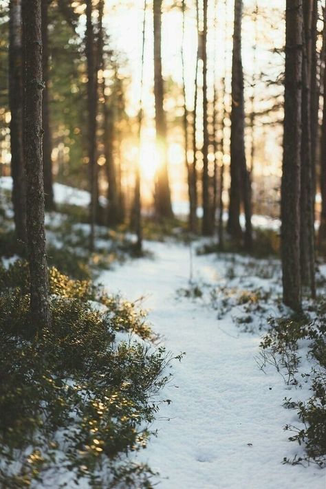 Outdoor, Nature, Winter, Nature Photography, Forest Photography, Nature Aesthetic, Nature Pictures, Forest, Winter Nature