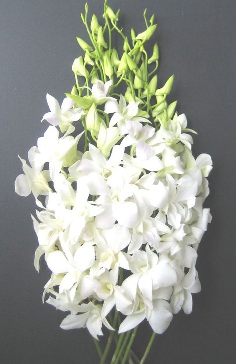 White Hawaiian Dendrobium Orchids | Dendrobium Orchids Exotic, Floral, Cactus, Bunga, Bodas, Bloemen, Flores, Dan, Bouquet