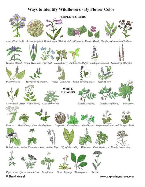 Wildflower Identification by Color Nature, Ink, Illustrators, Planting Flowers, Flower Identification, Wild Flowers, Plant Identification, Leaf Identification, Seedlings