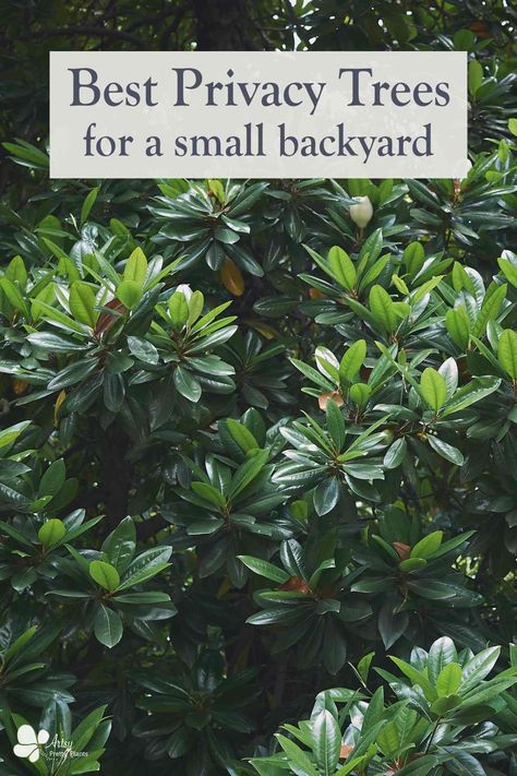 If you have a small yard and need some privacy, then here are 18 great trees that will be great for privacy. These trees have dense foliage, many are evergreen and fast growing. They can fit a compact space. Come take a look at our list of best trees to get privacy for a small outdoor space. #artsyprettyplants #backyardideas #diylandscaping #yardideas #outdoordecor #curbappeal Design, Best Trees For Privacy, Evergreen Trees For Privacy, Privacy Trees Fast Growing, Privacy Trees For Backyard, Planting For Privacy, Privacy Trees Backyard, Shrubs For Privacy, Evergreen Trees Landscaping