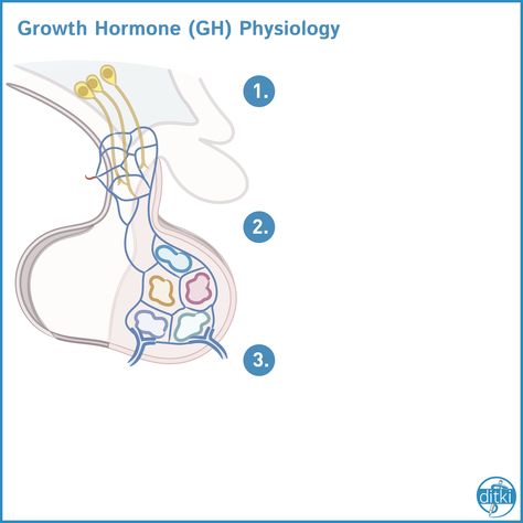 Endocrine System, Endocrine, Growth Hormone, Anterior Pituitary, Hormones, Pathology, Physiology, Anatomy And Physiology, Growth