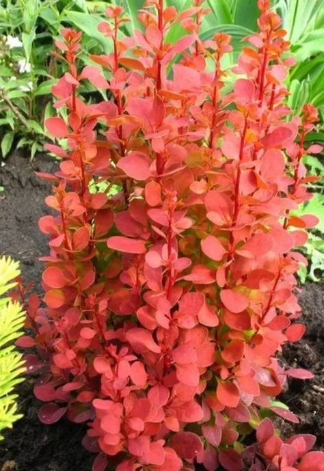 15 Tall and Narrow Screening Shrubs for Year-Round Privacy in Small Garden 5 Home Décor, Design, Gardening, Garden Landscaping, Front Garden Landscaping, Shrubs For Privacy, Tall Shrubs, Privacy Shrubs, Shrubs For Landscaping