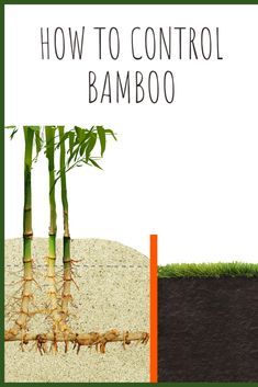 Outdoor, Gardening, Non Invasive Bamboo, Growing Bamboo, Bamboo Roots, Bamboo Screening Plants, Bamboo Barrier, Bamboo In Pots, Bamboo Privacy Hedge