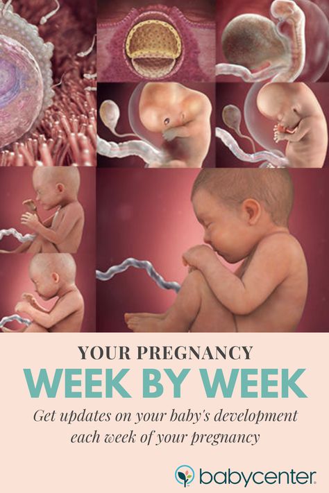 Stages Of Pregnancy, Pregnancy Care, Pregnancy Development, Pregnancy Weeks, Baby Development In Womb, Pregnancy Stages, Pregnancy Chart, Stages Of Pregnancy Weekly, Prenatal Development