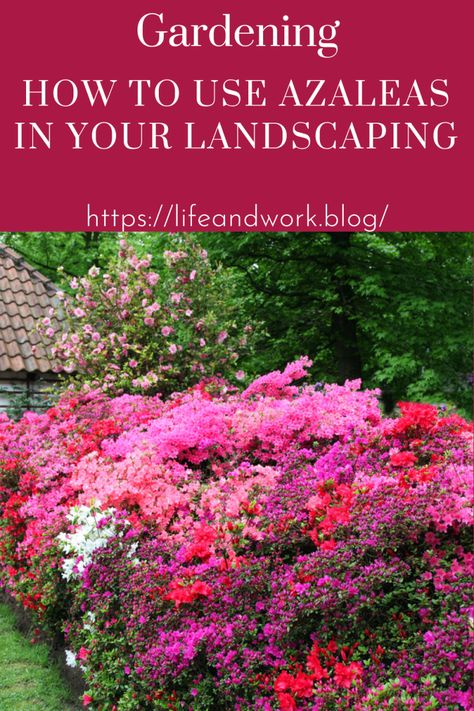 How to Use Azaleas in Your Landscaping Gardens, Landscaping Ideas, Atlanta, Garden Care, Exterior, Garden Planning, Garden Landscaping, Bush Garden, Azaleas Landscaping