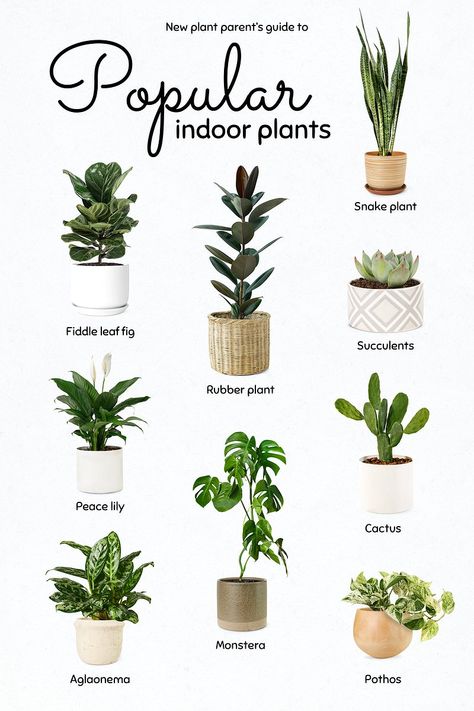 Gardening, Inspiration, Plants, Planting Flowers, Boho, Plant Care, Indoor Plant Care, Plants Indoor, Best Plants