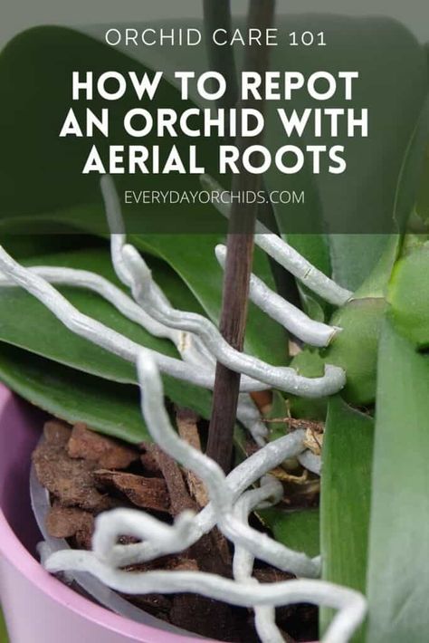 Gardening, Bury Fc, Orchid Care, Orchid Repotting, How To Replant Orchids, Growing Orchids, Orchid Plant Care, Repotting Orchids, Orchid Care Rebloom