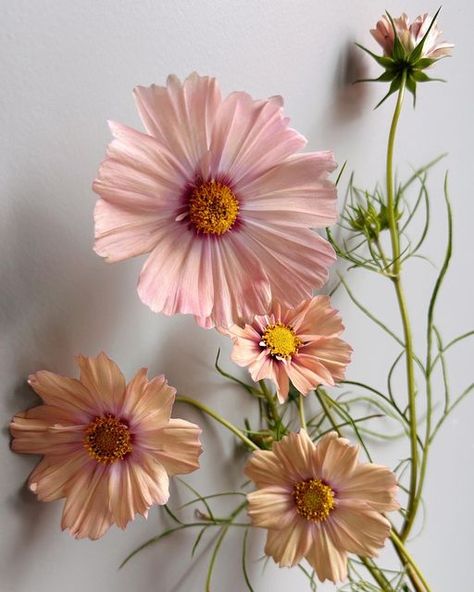 Teresa ✨ Floral Photographer on Instagram: "Late blooming Cosmos ‘Apricot Lemonade’ ✨ We hit the first frost this past week but surprisingly these survived and are still blooming. I’m in love with the transparent papery petals. They’ve also lasted a decent amount of time as cuts. These are 5 days old and the buds open in the vase as well 💕 #cosmos #cosmosflower #cutflowergarden #fallgarden #petalperfection #floweraddict #peachflowers" Planting Flowers, Floral, Gardening, Spring Flowers, Peach Flowers, Flowers In Bloom, Flower Garden, Yellow Flowers, Cosmos Flowers Garden