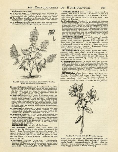 Collage, Journals, Illustrators, Vintage, Hydrangea, Hydrangea Flower, Flower Vintage, Vintage Flowers, Vintage Flower Backgrounds