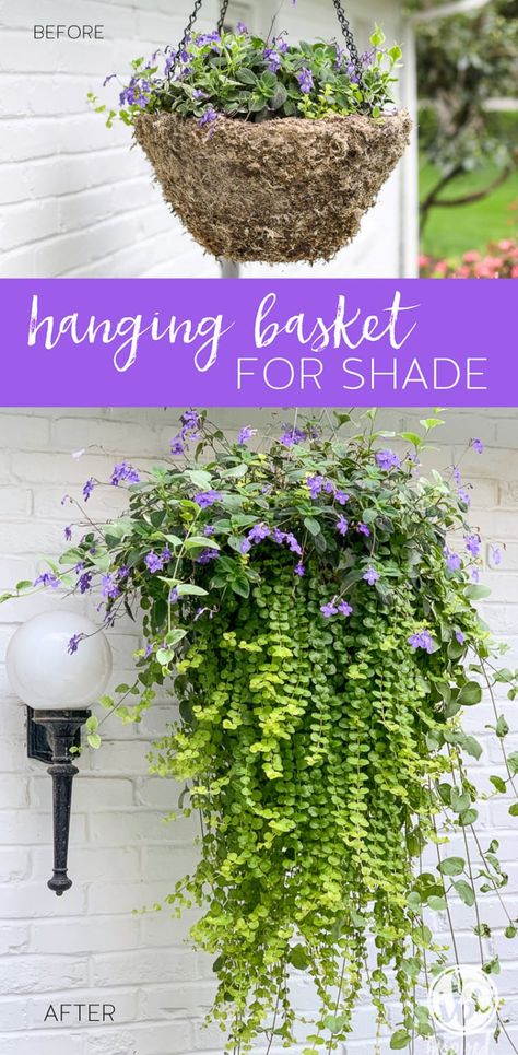 DIY Hanging Basket Plant for Shade #plant #flowers #hangingbasket #shade #container #garden #flowering #combination #hangingflower Gardening, Shaded Garden, Diy Hanging Planter, Plants For Hanging Baskets, Hanging Planters, Hanging Plants Outdoor, Hanging Flower Baskets, Hanging Plants, Outdoor Plants