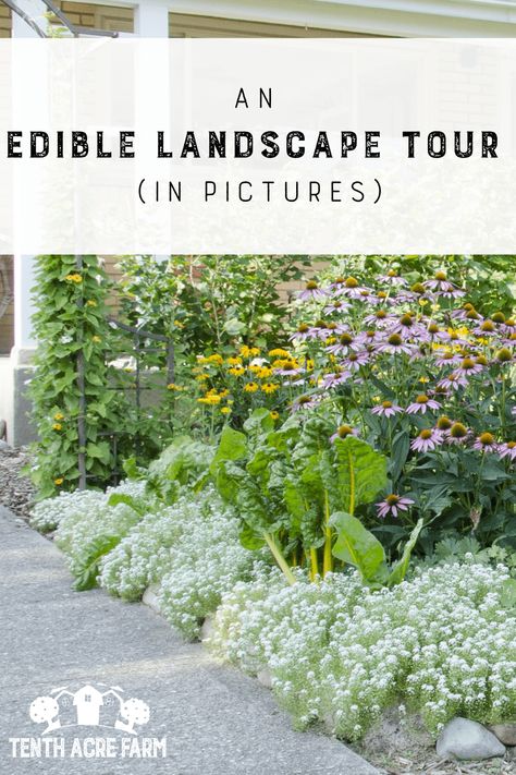 Edible landscaping is an art. It is a two-way balance of both enhancing a landscape with colorful edibles, and utilizing that same conventional landscape as camouflage for other edibles. Take a virtual tour of an edible landscape, where edibles were mixed into the landscape for a softer, gentler approach to edible gardening that can be approved of by neighbors. Norfolk, Home Décor, Garden Planning, Exterior, Nature, Outdoor, Edible Landscaping, Garden Landscape Design, Garden Inspiration