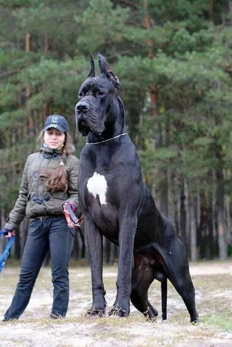 Big Dogs, Pitbull, Dogs And Puppies, Labrador, Bulldog, Pit Bull, Chihuahua, Biggest Dog, Huge Dogs