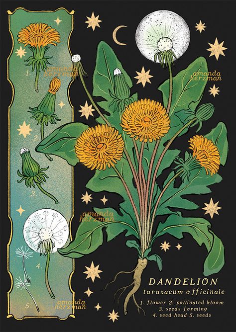 Botanical Posters, Illustrators, Vintage, Vintage Botanical Illustration, Botanical Poster, Vintage Art, Botanical Prints, Botanical Art, Botanical Art Drawing