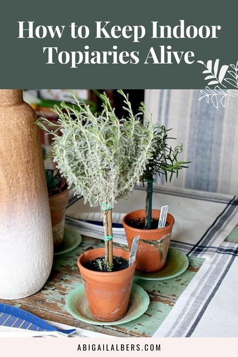 Floral, Keeping Plants Alive, Plants Indoor, Plant Care, Plant Propagation, Indoor Topiary, Growing Rosemary, Topiary Plants, Gardening For Beginners