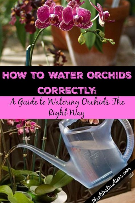 Watering Orchids Outdoor, Diy, How To Water Orchids, Watering Orchids, Growing Orchids, Repotting Orchids, Watering, Orchid Care, Orchid Plant Care