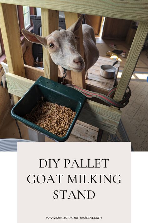Photo of a goat in a DIY goat milking stand