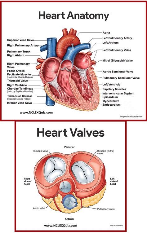 pressure points on head diagram of the heart - Yahoo Image Search Results Cardiac Nursing, Cardiovascular System, Nursing Cardiovascular, Medical Anatomy, Medical Studies, Phlebotomy, Medical Knowledge, Basic Anatomy And Physiology, Anatomy And Physiology