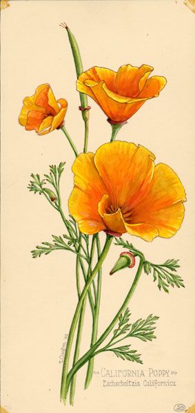 california poppy Watercolour Flowers, Illustrators, Flora, Vintage, Art, California Poppy, Vintage Botanical Prints, Botanical Art, Botanical Prints