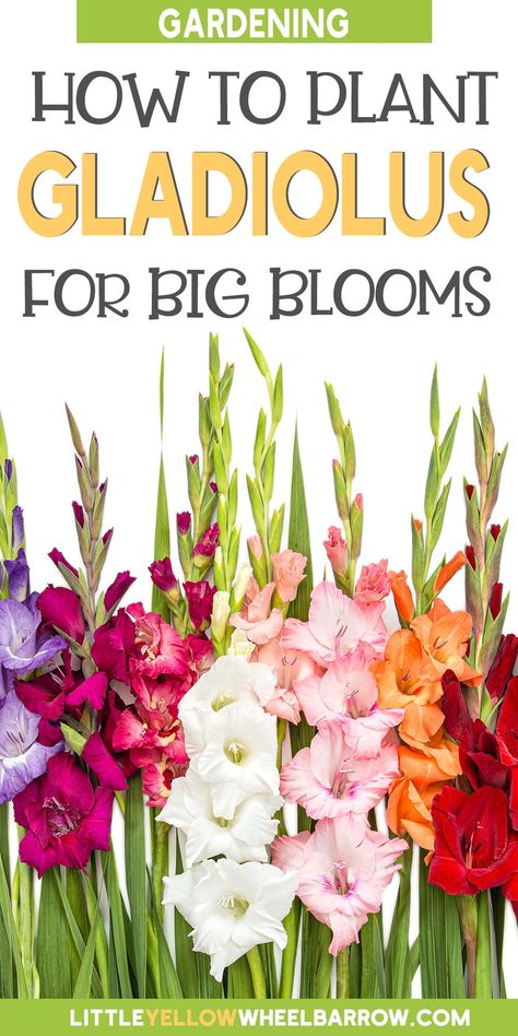 Tattoos, Garden Bulbs, Art, Planting Bulbs, Shrubs, Flower Gardening, Heirloom Roses, Gladiolus Bulbs, Seasonal Garden