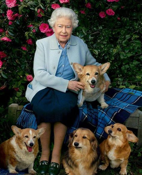 Victoria, Queen, Royal, Royal Family, She Dog, Majesty, Animaux, Queen Elizabeth