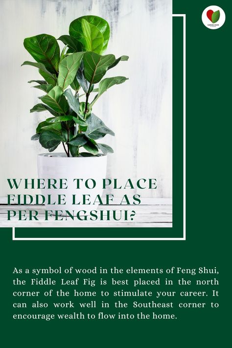 WHERE TO PLACE FIDDLE LEAF AS PER FENGSHUI?

As a symbol of wood in the elements of Feng Shui, the Fiddle Leaf Fig is best placed in the north corner of the home to stimulate your career. It can also work well in the Southeast corner to encourage wealth to flow into the home.

Do visit our website: https://gardengram.in/

Do #follow us for more tips !! Herbs, Plants, Wealth, Live Plants, Southeast, Garden Soil, Plant Care, Fiddle Leaf Fig, Plant
