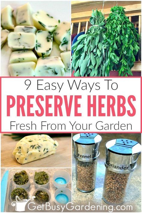 If you're wondering how you can preserve herbs from your garden, this is for you! You’ll find tons of tips and ideas for preserving fresh herbs like dill, basil, or chives. Learn all about using nine different techniques to save leftover herbs, so you can continue to use them for cooking all winter. Methods include drying, making infused vinegar, storing them in the fridge, filling your spice jars, freeze in ice cube trays in oil or water, homemade recipes, and more. #herbgardening #gardening Canning Recipes, Fruit, Herb Recipes, Preserve Fresh Herbs, Drying Fresh Herbs, Freezing Fresh Herbs, Freezing Herbs, Fresh Herbs, Canning Food Preservation