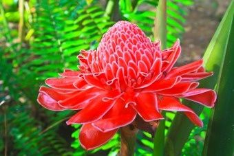An Alphabetical List of Tropical Flower Names With Facts And Pictures - Gardenerdy Flowers, Ideas, Hibiscus, Tropical Flowers, Design, Plants, List Of Flowers, Flower Names, Tropical