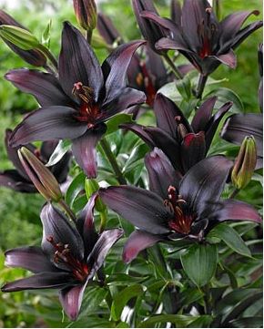 Black lily Planting Flowers, Lily Bulbs, Rare Flowers, Bulb Flowers, Unusual Flowers, Black Flowers, Lily Flower, Lilium, Asiatic Lilies