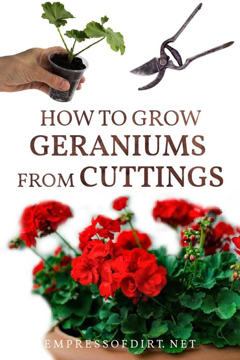 Outdoor, Propagating Geraniums, Growing Geraniums, Potted Geraniums, Geranium Care, Geraniums Garden, Geraniums, Geranium Plant, Overwintering Geraniums