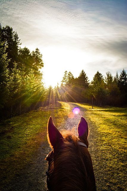Horseback riding Horse Photography, Beautiful Horses, Enjoy Nature, Morning Sunrise, Horse Pictures, Pretty Horses, Horse Photos, Horse Life, Horse Love
