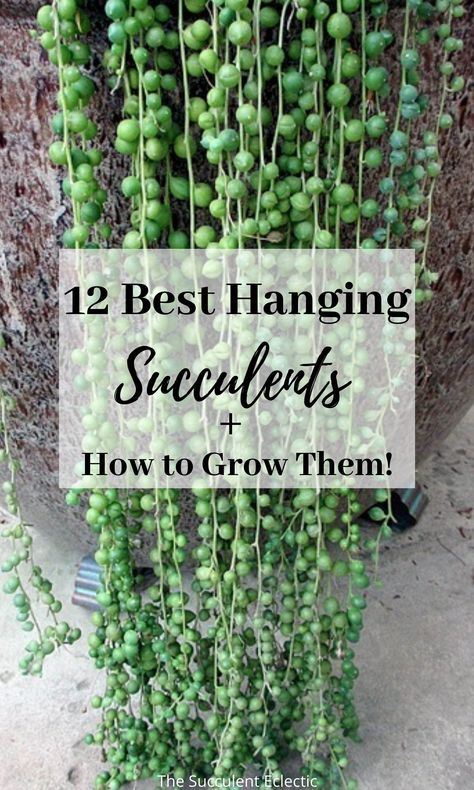 Have you ever said, “I love hanging succulents — but mine always die.” Or maybe you fall in love with a hanging succulent on Instagram or Pinterest, but can never find the plant to grow? Let's change all that! Read about 12 great hanging succulents that are easy to source, and learn how to grow them! #hangingsucculents #trailingsucculents #succulentsthathang #hangingsucculentplants Succulent Plants, Instagram, Succulent Hanging Planter, Indoor Succulent Planter, Planting Succulents Indoors, Planting Succulents, Succulent Pots, Succulent Care, Succulent Soil