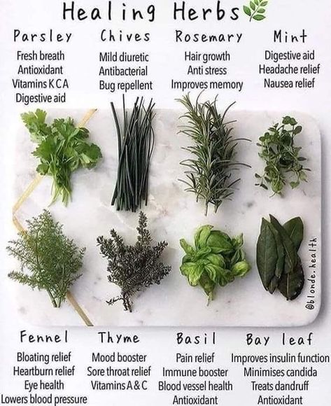 Healing herbs. Herb facts. Learn about herbs. Nature, Homestead Survival, Gardening, Herbs, Detox, Medicinal Plants, Herbs For Health, Medicinal Herbs, Herbal Healing