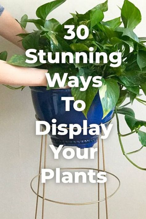 Display your plants in a new and cute ways  to make your plants thrive with some glamour. diy garden | gardening | diy gardening ideas | diy home decor | diy garden decor | Planters, Shaded Garden, Planter Table, Hanging Plants, Diy Plants, Home Decor Tips, Diy Garden Decor, Plant Stand, Diy Outdoor Decor