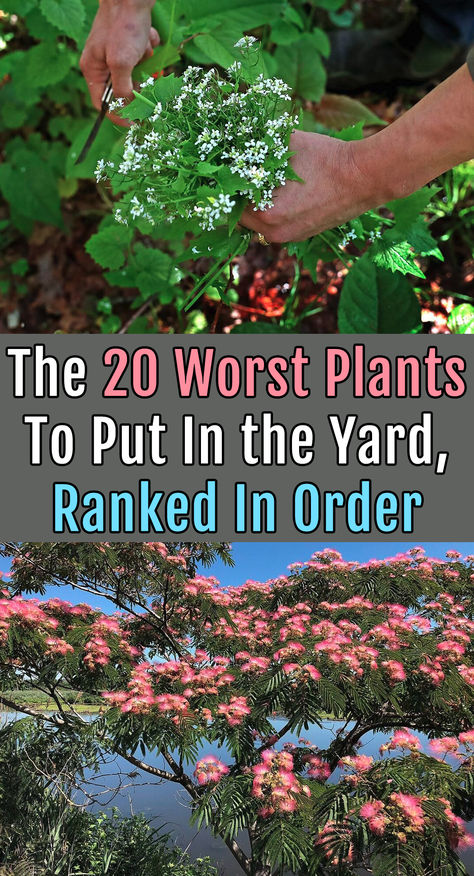 Whether a person an experienced gardener or a new homeowner looking to spruce up your yard, read on to learn about the plants to avoid. Indoor, Design, Flora, Art, Diy, Person, Garten, Tuin, Care