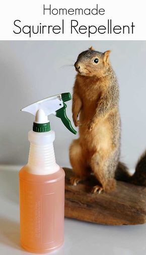 Gardening, Squirrel Repellant, Get Rid Of Squirrels, Pests, Repellent, Garden Pests, Garden Pest Control, Pest Control, Gardening For Beginners