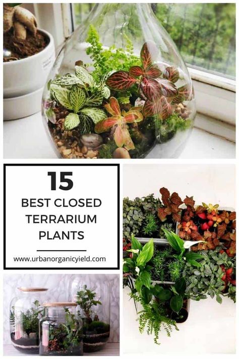 The 15 Best Plants To Grow In Closed Terrarium Terrariums, Outdoor, Container Gardening, Planters, Terrarium, Plants For Terrariums, Best Terrarium Plants, Closed Terrarium Plants, Garden Terrarium