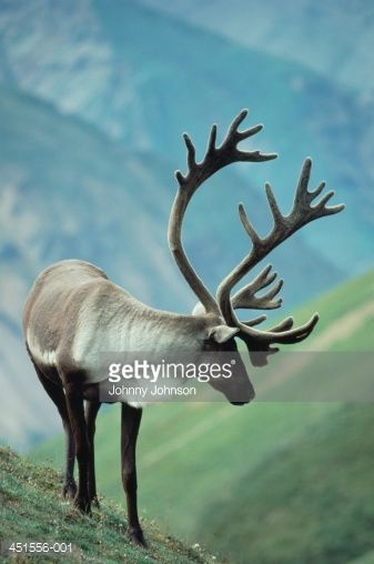 Reindeer and caribou are the same species of deer but are known by different names according to their distribution: they called caribou in North America and reindeer in Europe and Asia. Both males... Lappland, Manx, Mule Deer, The Animals, Wapiti, Wild Kingdom, Deer Family, Cairngorms, Caribou