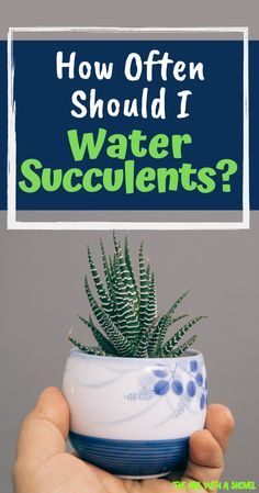 Gardening, How To Water Succulents, Succulent Care, Growing Succulents, Plant Care, Planting Succulents, Succulent Gardening, Planting Herbs, Succulents In Containers
