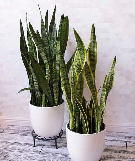 In a Dry Room: Snake Plant | Even the most neglectful plant parents can handle caring for a snake plant. “Overwatering can kill this beautiful, architectural plant. It should be in the top 10 for low-light, easy care houseplants,” says Pierson Indore, Outdoor, House Plants, Planting Flowers, Gardening, Decoration, Indoor Plants, House Plants Indoor, Houseplants Low Light