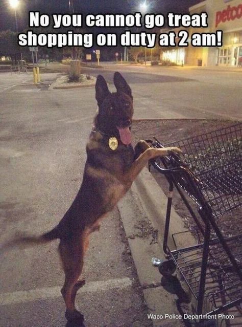 20 Service Dog Memes To Get You Through The Day - I Can Has Cheezburger? Funny Animal Pictures, Funny Dogs, Dogs And Puppies, Humour, Puppies, Dog Memes, Cops, Police Dogs, K9 Police Dogs