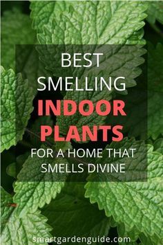 Gardening, Garden Types, Outdoor, Herbs Indoors, Household Plants, Best Indoor Plants, Growing Plants, Indoor Plants Styling, Plants Indoor