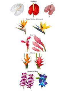 Tropical Flowers, Floral Arrangements, Design, Florals, Tropical Floral, Flower Names, Tropical, Bloemen, Tropical Flower Arrangements