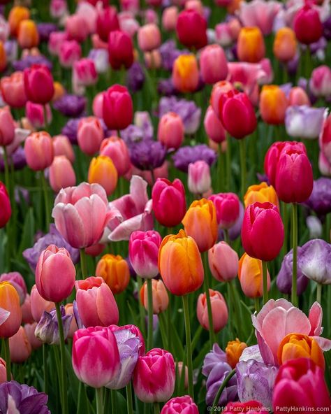 Nature, Floral, Flora, Tulips, Gardening, Flowers, Tulips Garden, Tulips Flowers, Flower Garden