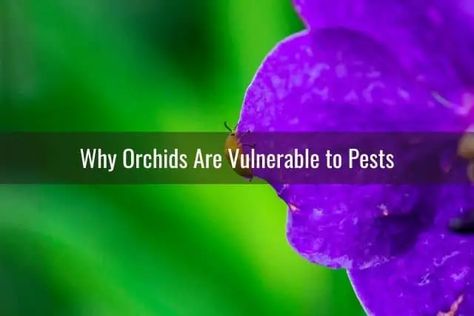 Alcohol, Bugs And Insects, Gardening, Ideas, Orchid Care, Orchid Pests, Pests, Aphids, Orchid Plant Care