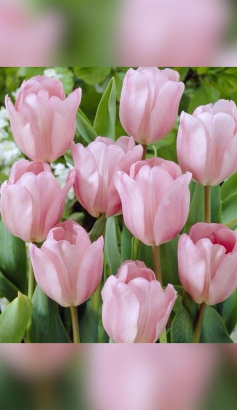 Roses, Tulips, Floral, Pink Tulips, Tulip Seeds, Daisy, Tulips Flowers, Pink Flowers, Hydrangea
