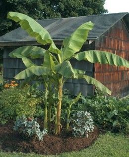 Musa Basjoo Tree Fruit Trees, Nature, Plants, Banana Plants, Banana Trees Landscape, Bunga, Tropical Plants, Tropical, Plant Sale